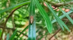Oxyopes