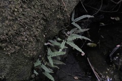Adiantum diaphanum
