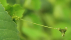 Acalypha indica indica