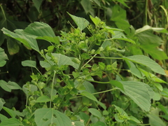 Acalypha indica indica