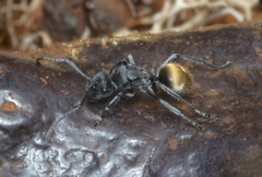 Polyrhachis guerini