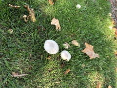 Leucoagaricus leucothites