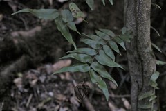 Arthropteris tenella