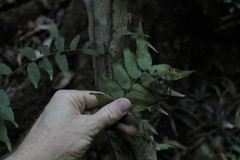 Arthropteris tenella