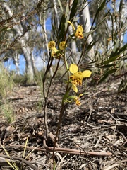 Diuris nigromontana