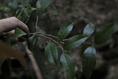 Cleistanthus cunninghamii