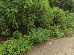 Acalypha indica indica