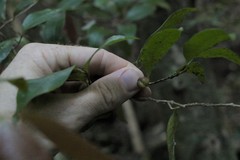 Cleistanthus cunninghamii