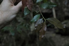 Cleistanthus cunninghamii