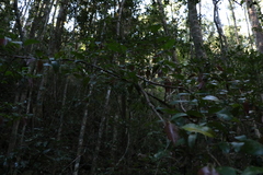 Cleistanthus cunninghamii