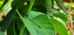 Onychargia atrocyana
