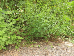 Acalypha indica indica
