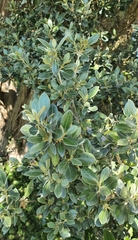 Olearia traversiorum