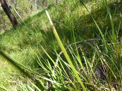 Lomandra densiflora