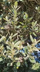 Olearia traversiorum