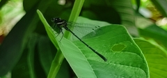 Onychargia atrocyana