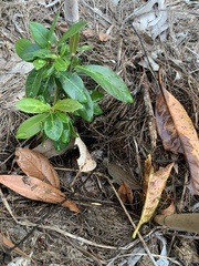 Pittosporum undulatum