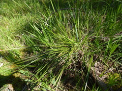 Lomandra densiflora
