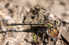 Phanogomphus oklahomensis