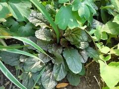 Ajuga reptans