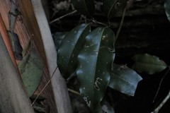 Mischocarpus pyriformis