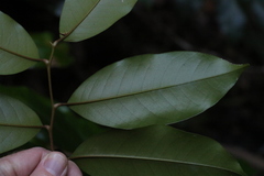 Mischocarpus pyriformis