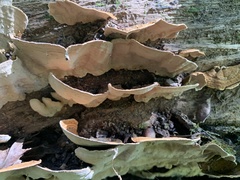 Xylobolus subpileatus