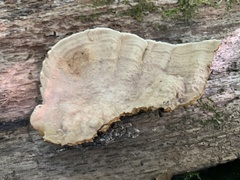 Xylobolus subpileatus