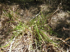 Rhynchospora corymbosa