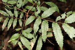 Cupaniopsis serrata
