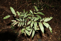 Cupaniopsis serrata
