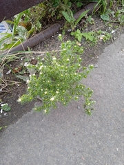 Asteraceae