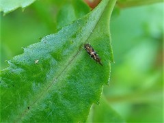 Zapyrastra calliphana