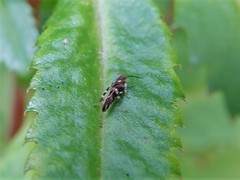 Zapyrastra calliphana