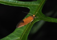Delexocha ochrocausta