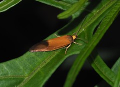 Delexocha ochrocausta