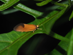 Delexocha ochrocausta