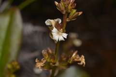 Scaevola beckii