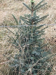 Abies nordmanniana