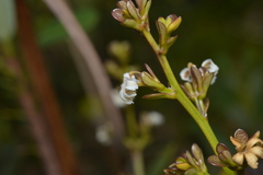 Scaevola beckii