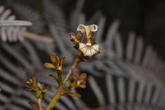 Scaevola beckii