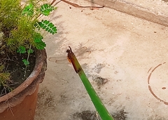 Crocothemis servilia