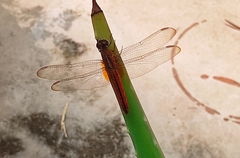 Crocothemis servilia