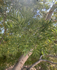 Afrocarpus gracilior