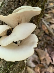 Pleurotus pulmonarius