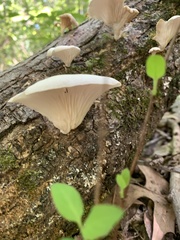 Pleurotus pulmonarius