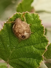 Peribalus strictus strictus