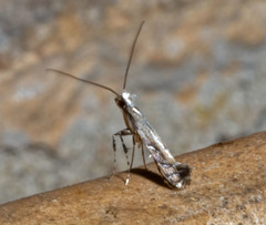 Leucospilapteryx venustella