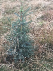 Abies nordmanniana