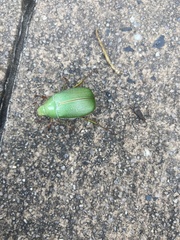 Xylonichus eucalypti